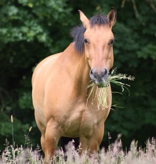 I'm her first horse. Why me? Kent, UK