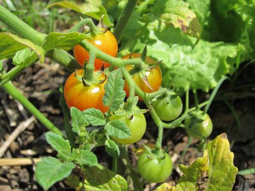 Carolina Community Garden and Farm at the Green Quad