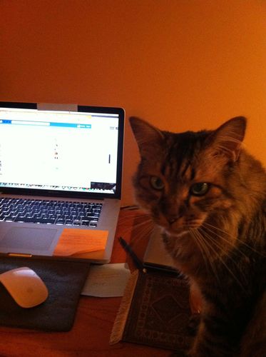TheRealVOSTCat Profile Picture
