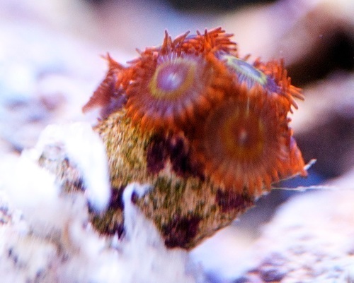 Timotey60's profile picture. Reef Lover, Sun lover, Home lover, sports lover. enuf said.