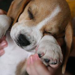 Baby beagle who loves adventure & slumber. Good-lookin'! Smart! Proud beagoat. Cactus eater. My ambition: to become a celeb beagle. Come follow me ;)