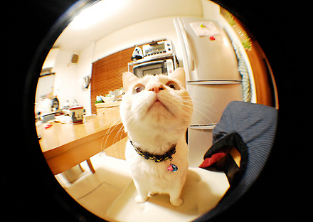 猫好きな変態！！それが私だ！！
