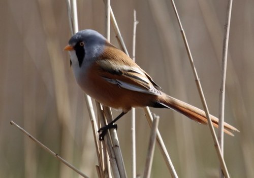 interested in birding, insects, hedgehog and all conservation of UK habitats