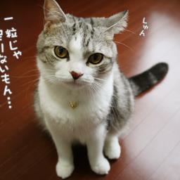 ねこ好きのせいかねこみたいって言われるぅ。フォローしてくれると嬉しいにゃん。ｻﾞｷﾔﾏさんツボです。クルゥぅぅ（笑）