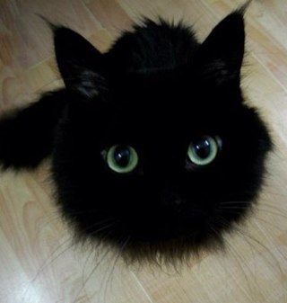 I like making friends. Anime is my passion and my love. I draw, I eat, I read, and I look up random pics. I love movies and theorizing about them. Fear me.