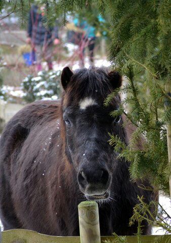 I love Black Beauty