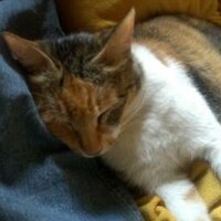 나비와 여울이(my cats naby and yeouly) (@hopop1212) 's Twitter Profile