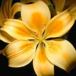 GreatKanan333's profile picture. PURE INDIAN,DESI GIRL,MUSIC N TECHNOLOGY LOVER,DECORATOR AND GOOD COOK