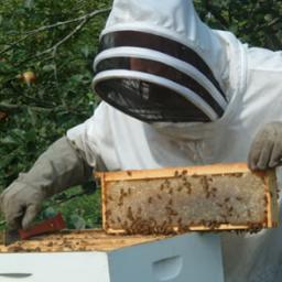 Independent Financial Consultant. Advice to business is my business. Bee keeping and fishing entertain me in my spare time.