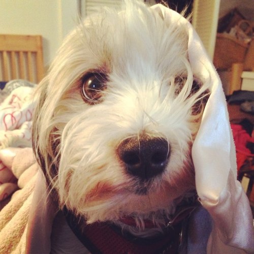 teenyking's profile picture. teeny life, movement, cats and dogs, hijinks, pharaoh maybelline, tiny tim, incandesance, connecting dots, other