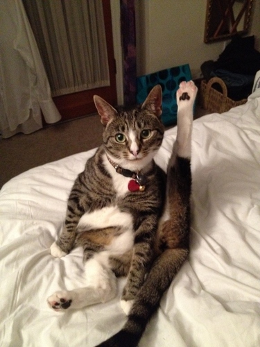 I am bit bonkers...totally self-obsessed and LOVE milk - oh...and I am a cat...called Sausage