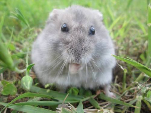 #katycat #ritaorafan #maroon5er This is my hamster Max.
