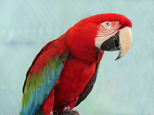 Larry The Talking Macaw.
Larry will respond to ALL questions and comments from twitter users, with a witty comeback. Use #LarryTheMacaw for a reply!