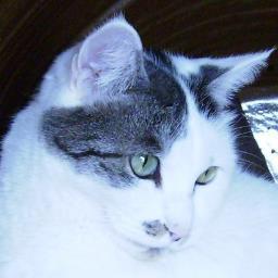 映画、本、美術、猫