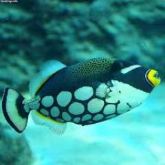 TriggerFishTank's profile picture. Coral Reef Conservation, Teaching Sustainable Reef Keeping. Bringing the rarely seen underwater world to your living room or place of business.