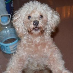 Bravo & Curt Valencia are both miniature poodles. They are d love of my life. Dogs are pure joy! One of my dream is to build shelters for the homeless dogs.