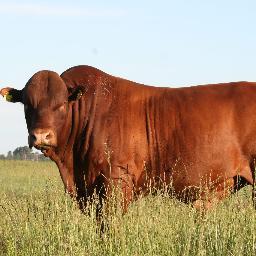 La raza creada por la Ciencia. 100% Bos Taurus. ADAPTACIÓN – FERTILIDAD - MANSEDUMBRE