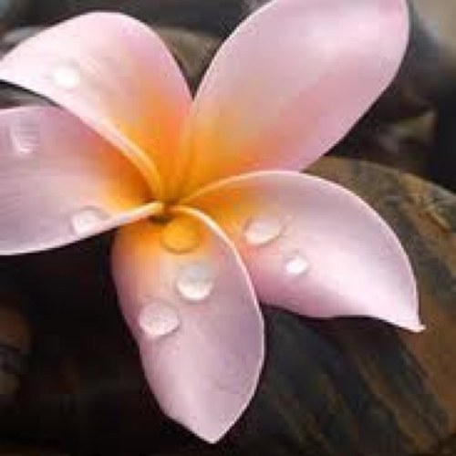 rypy1979_kemopo's profile picture. انا من بلاد الارض من عريبيا