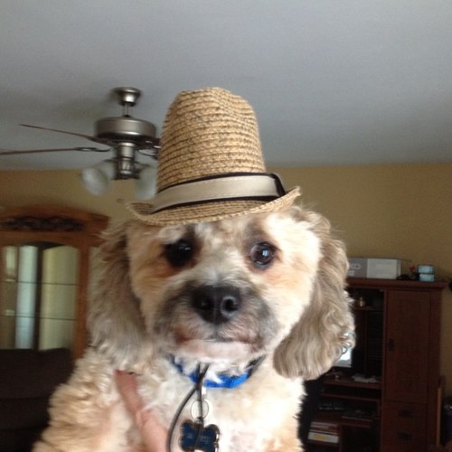 Our goal is to provide your pet with the most comfortable experience possible.You can reach us at (504) 210-7755