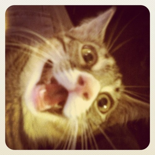 cpanchap's profile picture. 