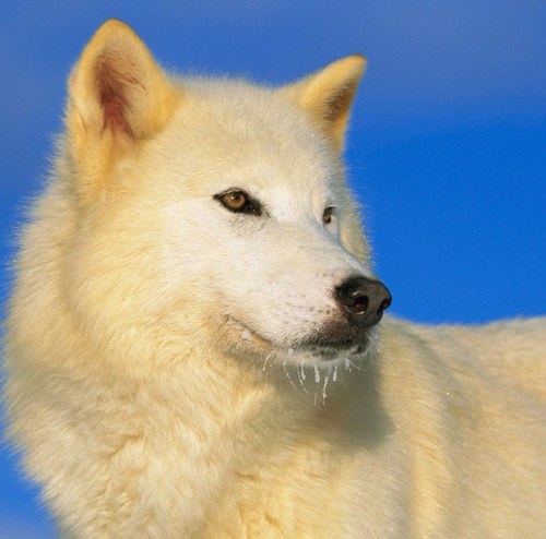 {pack: none}{full grown}{mate: none}{female}{8 months}