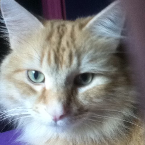 The coolest cat with the biggest attitude. Meow.
