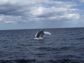 Whale, puffin and seabird tours of the Witless Bay Ecological Reserve.  Smaller groups, enthusiastic, knowledgeable staff.