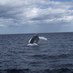 Whale & Puffin Tours (@mollybawntours) Twitter profile photo