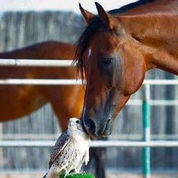 NebalH's profile picture. ﻵﺻَﺮْﺕْ ﺿﻴﻒْ ﻋِﻨْﺪ ـﺂﻫْﻞْ ـﺂﻷﺭﺩﻧﮯ
ﺣﺘﻰ ـﺂﻟﺼﻐِﻴﺮْ ﻳَﻌﻠﻤَﻚْ ـﺂﺻﻮﻝْ ـﺂﻟﻜﺮَﻡْ ﻭ ـﺂﻟﻀـﻴـﺂﺇﻓَﺔ