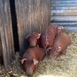 A Proud Producer of Heritage Breed Animals, Pasture Pigs, Eggs, and Sheep