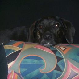 tazyc1's profile picture. 