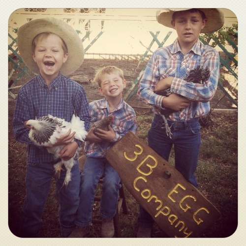 3BEggCompany's profile picture. Three Nevada Brothers, 8, 11, 14 years old, raising free range chickens and collecting eggs while making a business out of it! We are local food! NV & TX