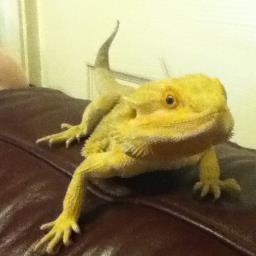 theshell69's profile picture. Not as bright as the sunshine.......but I love it I do