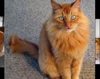 Tacolocorocks's profile picture. I ran away from my family and joined bloodclan. My pelt is orange and my fur long. Mate: blackspirit. Has 1 kit named gingerkit. She looks just like me