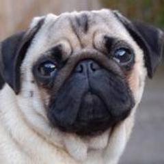 I'm a Gamer. My GT Puggiee