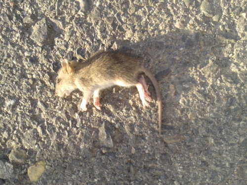 pablo_eljoker's profile picture. 