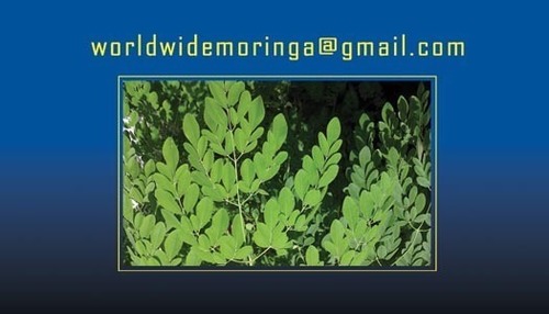 GOD. Bulk Organic Moringa #Moringa powder,Moringa OIL,Moringa Tea grind,Shipped World Wide.
Product of Dominican Republic
1-305-797-5959 Raul