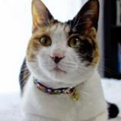 猫ITソリューションズ広報。埼玉在住の三毛猫（8歳・♀）です。好きな猫缶はカツオ系です。まだ友達が少ないので、お気軽にフォローよろしくお願いいたします。