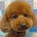 choco (@chocotan124) Twitter profile photo