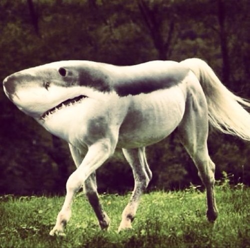 Bringing you images of the weirdest looking animals out there. *Original Account* Contact: TheBizzareAnimals@gmail.com