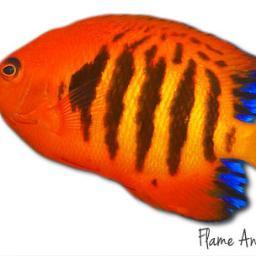 TheReefCanada's profile picture. Reef Aquarium blog and community, product reviews, tips and tutorials.