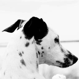 xBrogrammer's profile picture.