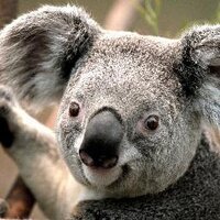 uA Hattrick (@uahattrick) Twitter profile photo