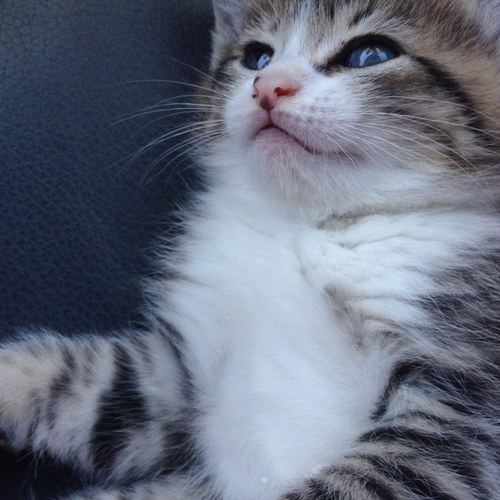 Part time model full time bitch #lalainascat