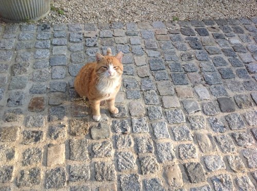 Moi c'est manon j'ai 9 ans edmi et ici tu trouvra plein de truc et plein de photo. Et  j'habite a Cormeilles