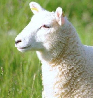 Eclectic interests: sheep, collies, NLP and dog agility
