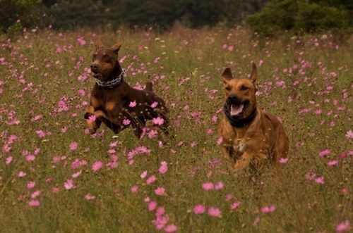 Cuidado responsable y de calidad para tu mejor amigo, tu mascota, porque sabemos cuanto los quieres, te ofrecemos una experiencia inolvidable para ellos.