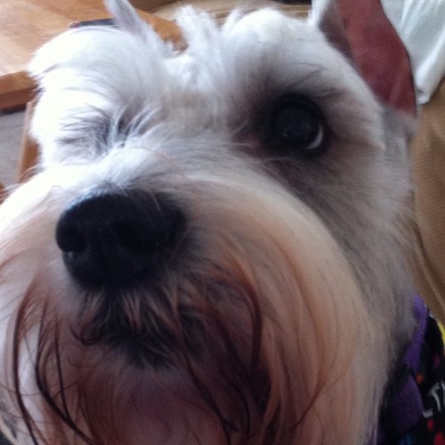 coffee_whore's profile picture. Dog-loving geek. I block racists. If you're celebrating Roe v. Wade being overturned, kindly show yourself the f*ck out.