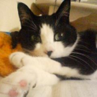 青猫 (@aoineko0818) 's Twitter Profile Photo