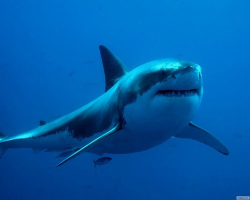 laszlourban59's profile picture. 